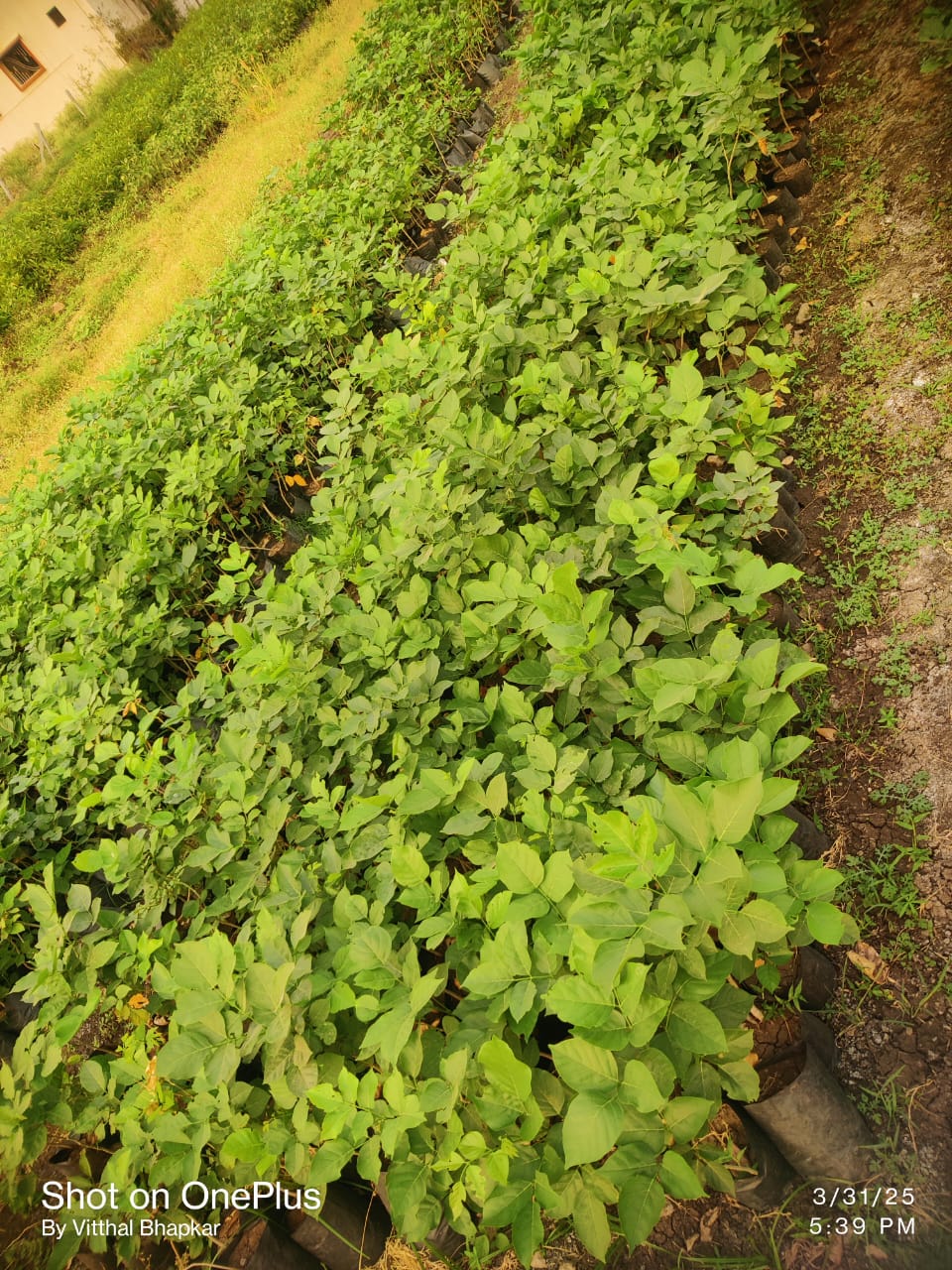 श्री महालक्ष्मी नर्सरी